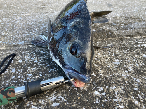 クロダイの釣果