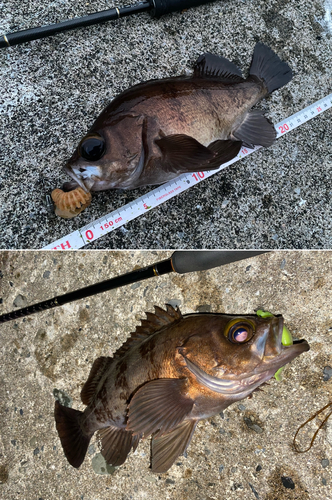 メバルの釣果