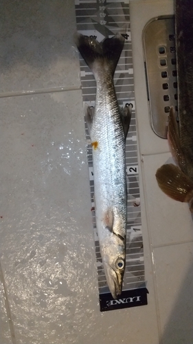 カマスの釣果