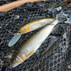 アユの釣果