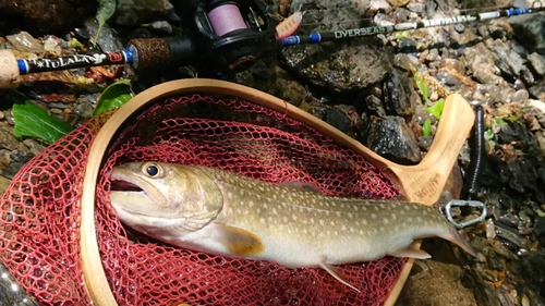 イワナの釣果