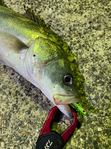 セイゴ（マルスズキ）の釣果