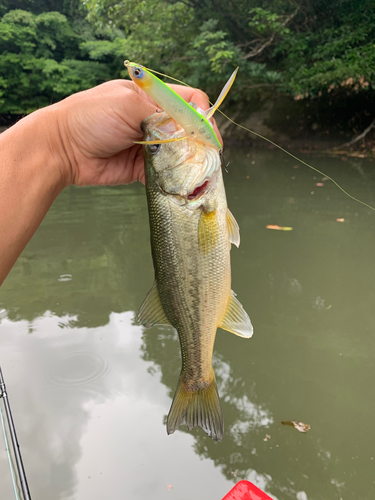 ラージマウスバスの釣果