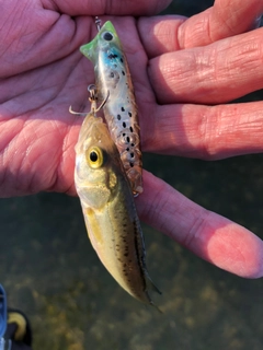 セイゴ（マルスズキ）の釣果