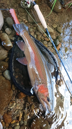 ニジマスの釣果