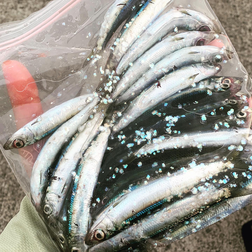 ウルメイワシの釣果