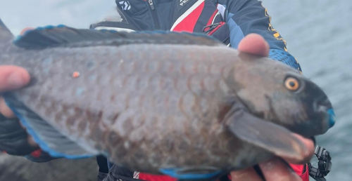 アオブダイの釣果