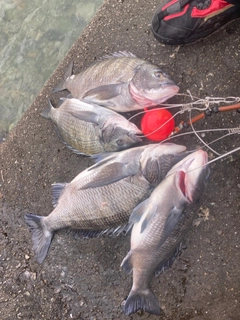 クロダイの釣果