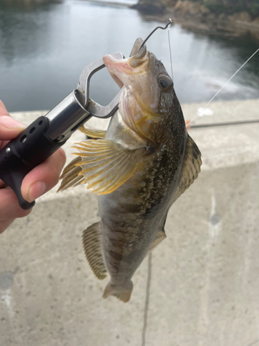 アイナメの釣果