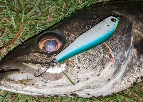 マルスズキの釣果