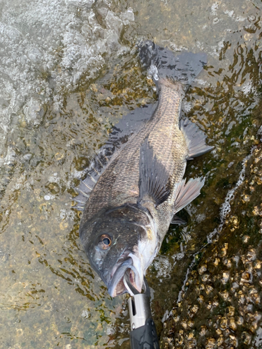 チヌの釣果