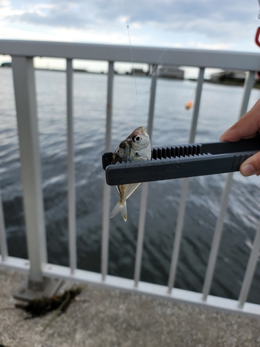 ヒイラギの釣果