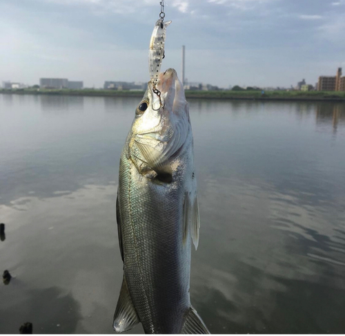 セイゴ（マルスズキ）の釣果