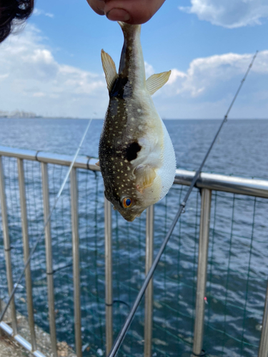 クサフグの釣果