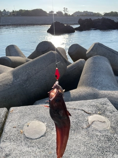 ドンコの釣果