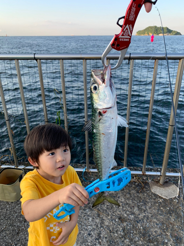 サバの釣果