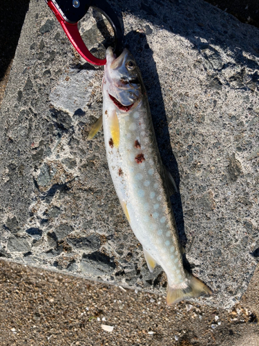 アメマスの釣果