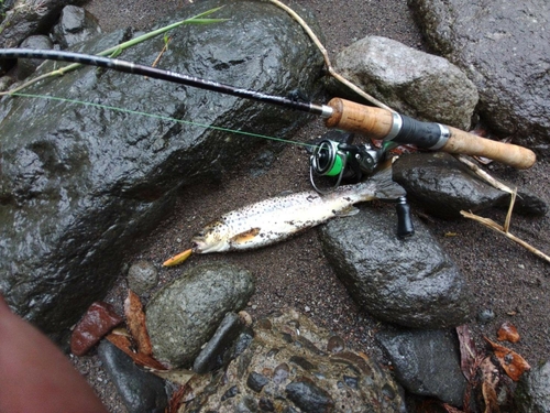 ブラウントラウトの釣果