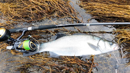 ヒラスズキの釣果