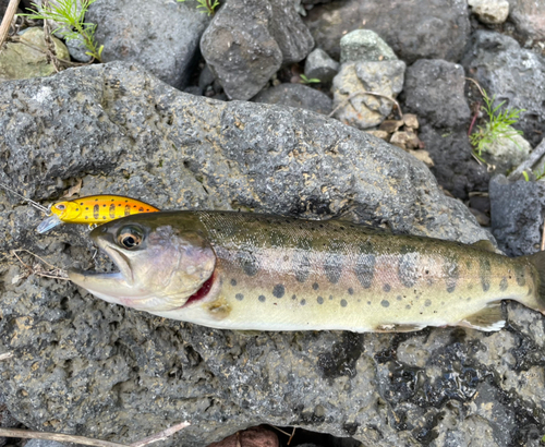 ヤマメの釣果