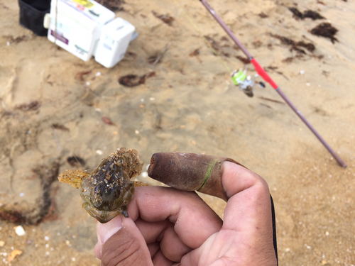 アナハゼの釣果