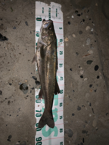 シーバスの釣果