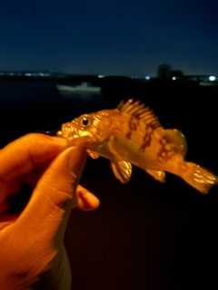 シロメバルの釣果