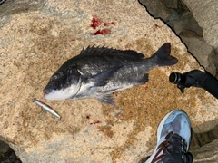 クロダイの釣果