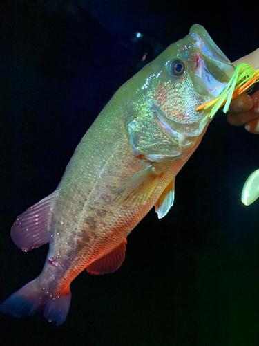 ブラックバスの釣果