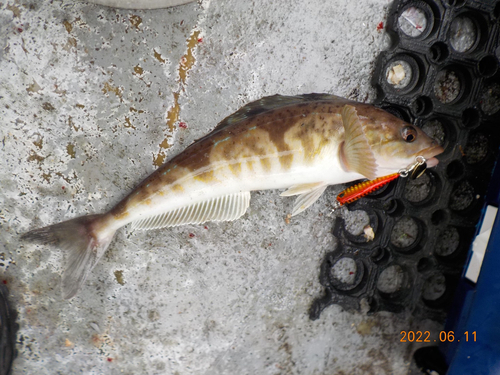 ホッケの釣果