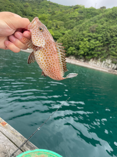 オオモンハタの釣果