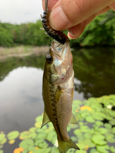 ブラックバスの釣果