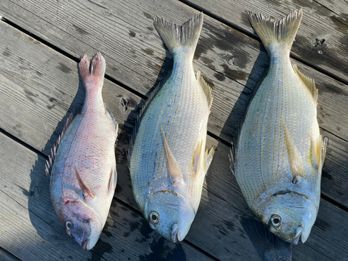 マダイの釣果