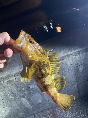 タケノコメバルの釣果