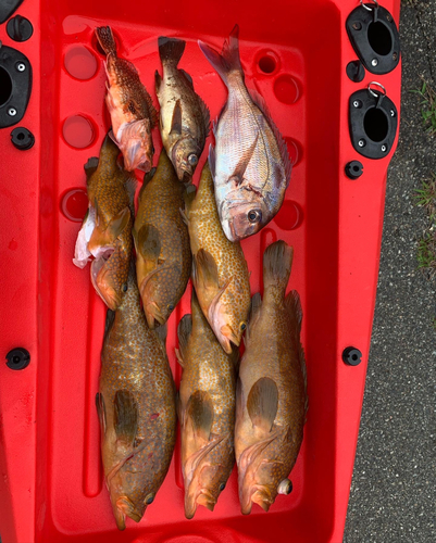 マダイの釣果