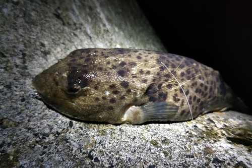 フグの釣果