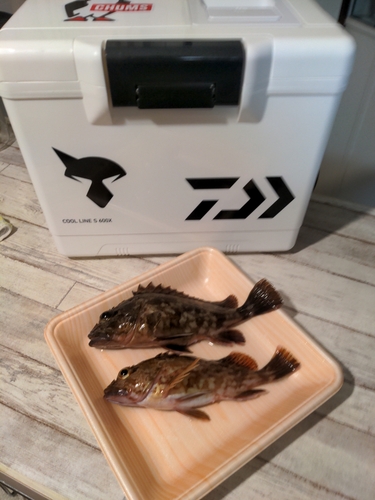 カサゴの釣果