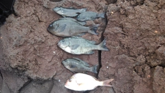 メジナの釣果