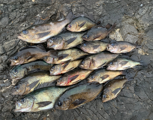 メバルの釣果