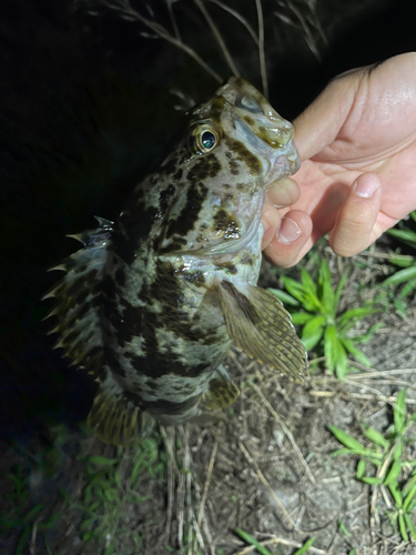 タケノコメバルの釣果