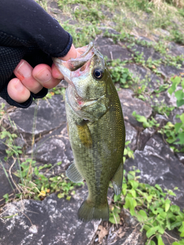 ラージマウスバスの釣果