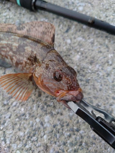 アイナメの釣果