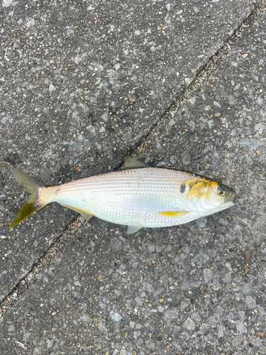 コノシロの釣果