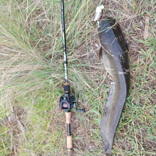 マナマズの釣果