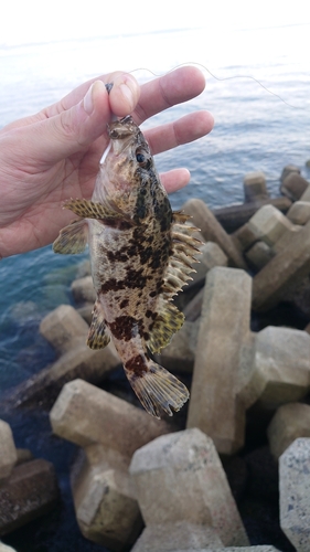 タケノコメバルの釣果