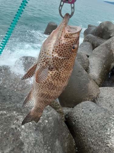 オオモンハタの釣果