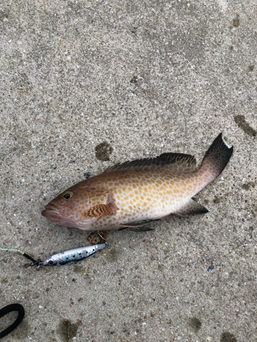 オオモンハタの釣果