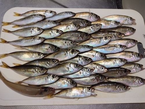 アジの釣果