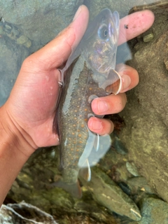 イワナの釣果