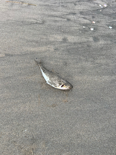 コノシロの釣果